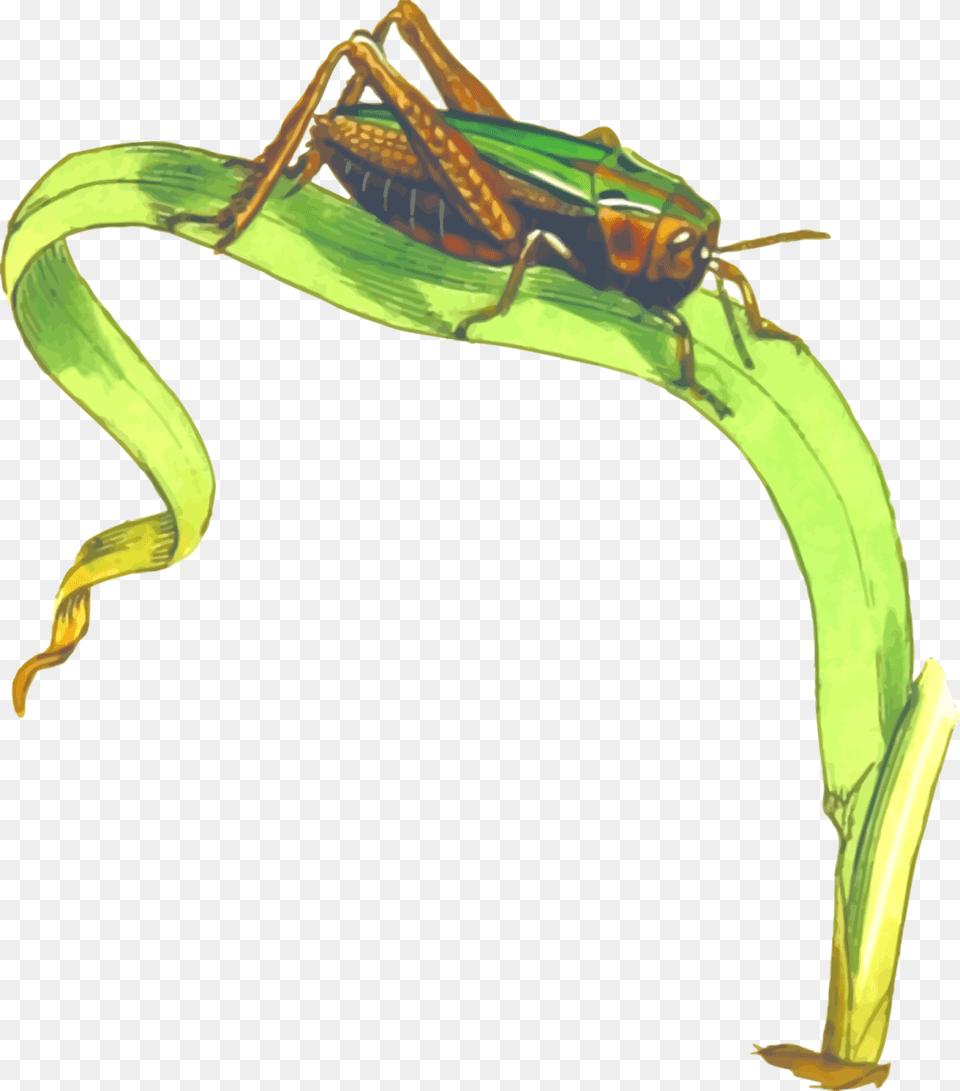 Grasshopper On Grass Clipart, Animal, Cricket Insect, Insect, Invertebrate Free Transparent Png