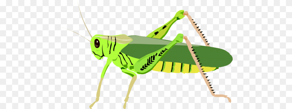 Grasshopper Photo, Animal, Insect, Invertebrate, Person Free Png