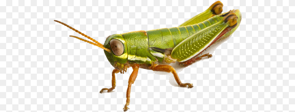 Grasshopper Photo Grasshopper, Animal, Insect, Invertebrate Free Png
