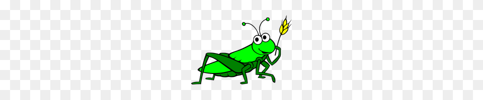 Grasshopper Photo Images And Clipart Freepngimg, Animal, Invertebrate, Insect, Grass Free Png