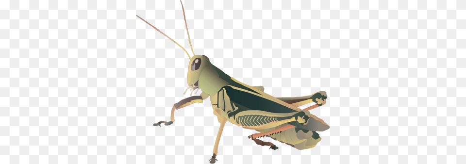 Grasshopper Picture Grasshopper Svg, Animal, Insect, Invertebrate Png Image