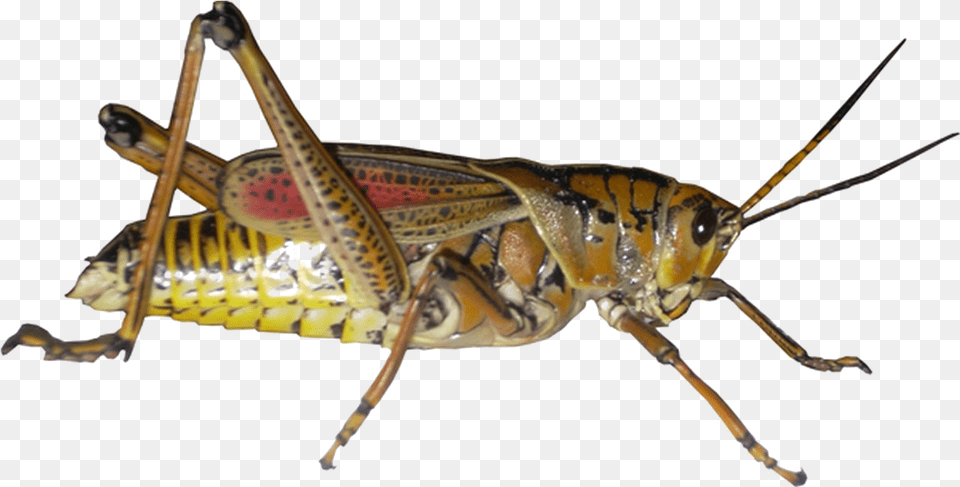 Grasshopper Picture Grasshoppers, Animal, Insect, Invertebrate, Cricket Insect Free Transparent Png