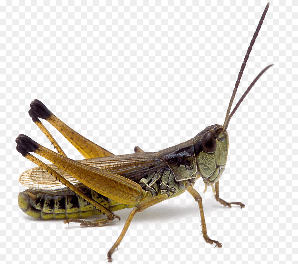 Grasshopper Realistic, Animal, Insect, Invertebrate Free Png Download