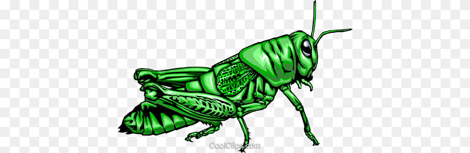 Grasshopper Royalty Vector Clip Art Illustration, Animal, Insect, Invertebrate, Kangaroo Free Png