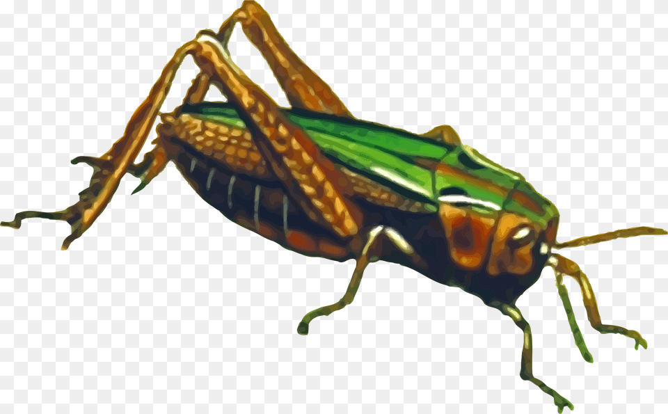 Grasshopper Download, Animal, Cricket Insect, Insect, Invertebrate Free Transparent Png