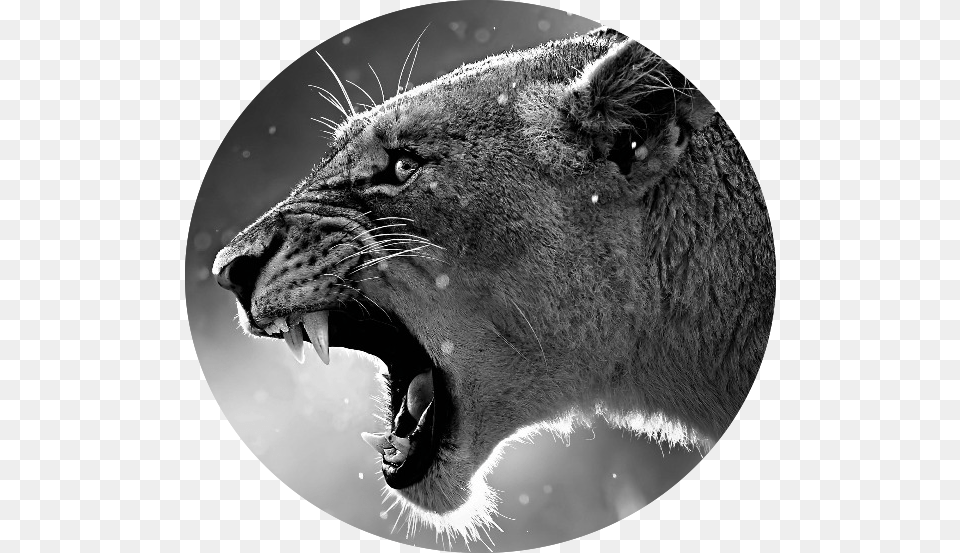 Grassland Angry Lion Animals Font B Big B Font Font, Photography, Animal, Wildlife, Mammal Png Image