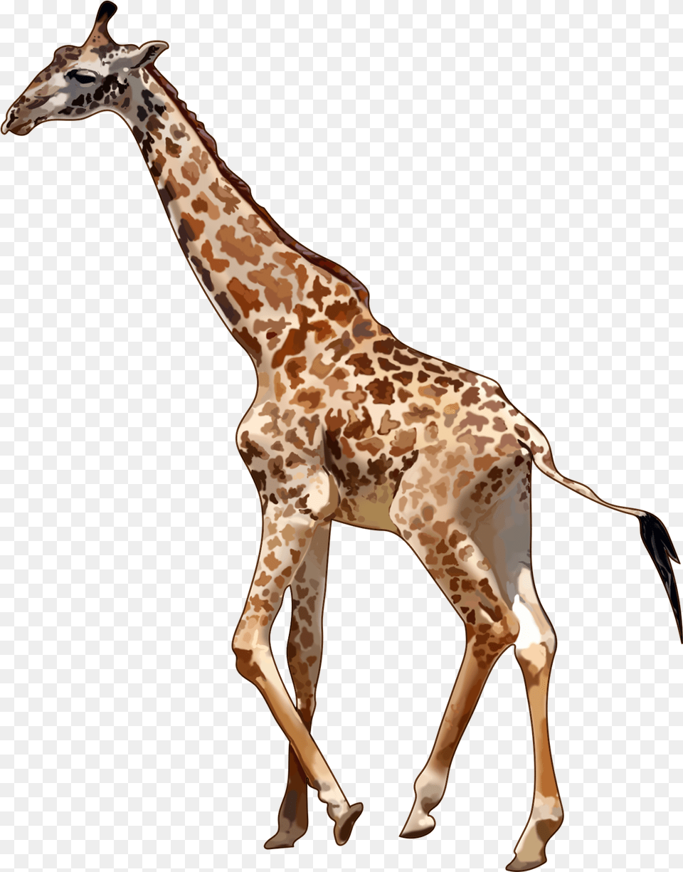 Grassland Animals Grassland Animals, Animal, Giraffe, Mammal, Wildlife Free Transparent Png