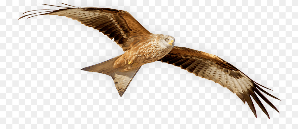 Grassland Hawk Red Kite Bird, Animal, Kite Bird, Buzzard, Beak Free Png Download