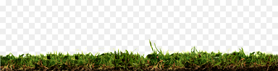 Grassland Lawn Transparent Green, Plant, Daisy, Flower, Grass Png