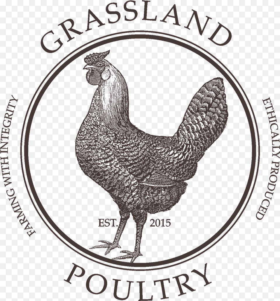 Grassland Poultry Public Domain Rooster Illustration, Animal, Bird, Chicken, Fowl Png