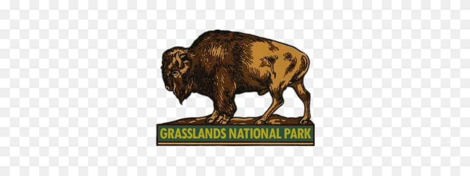 Grasslands National Park Emblem, Animal, Buffalo, Mammal, Wildlife Free Transparent Png