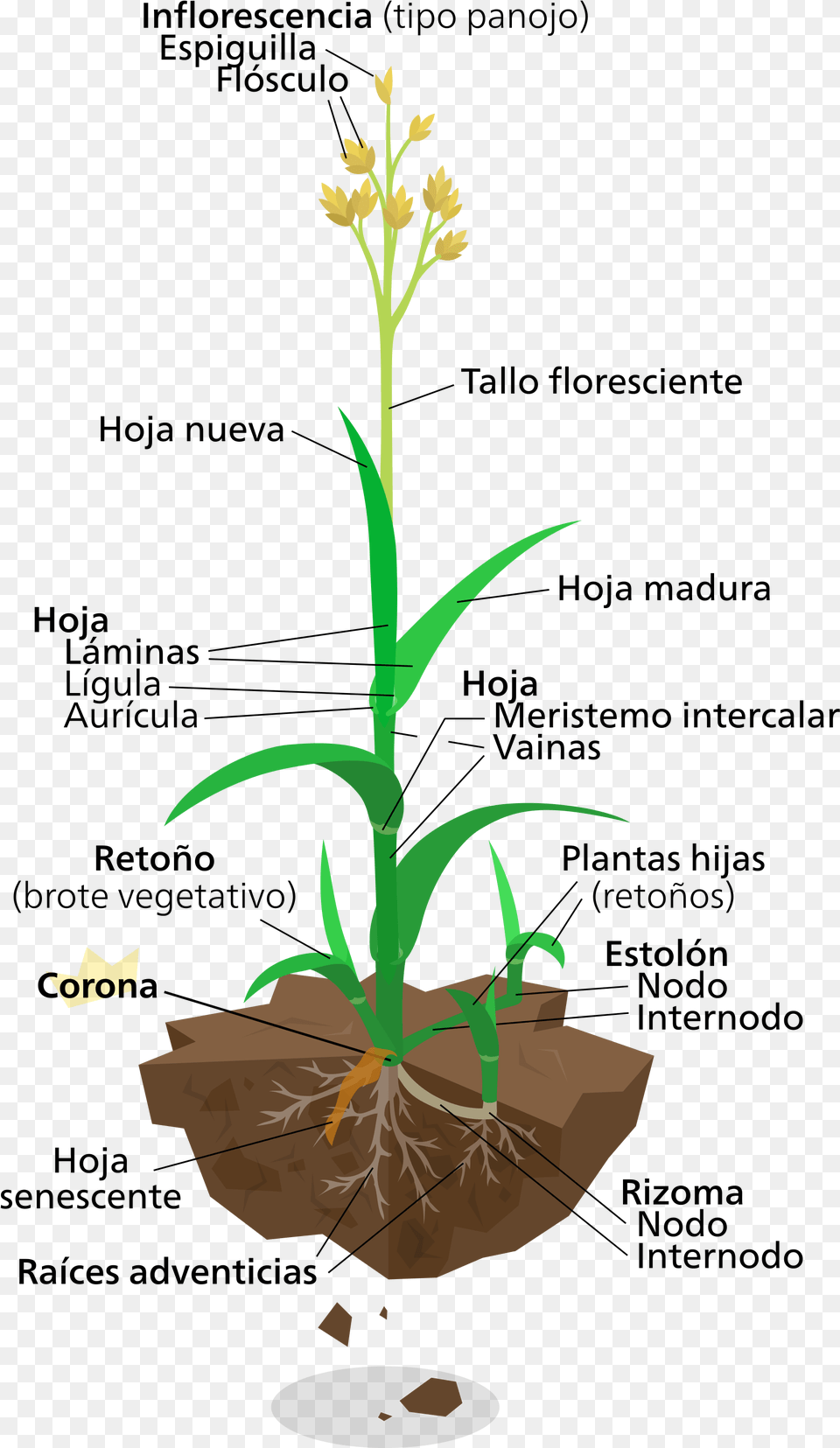Grassy Grass Plant Labelled Diagram Of Elephant Grass, Flower, Soil Free Transparent Png