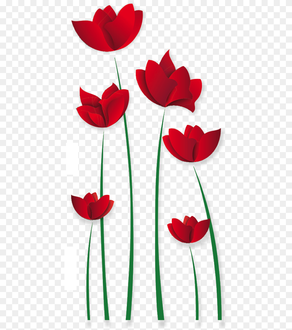 Grattis P 50 Rs Dagen, Flower, Plant, Petal, Tulip Free Transparent Png