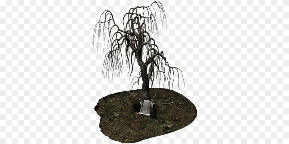 Grave 055 Graphics, Plant, Tree, Tree Trunk, Willow Free Png Download