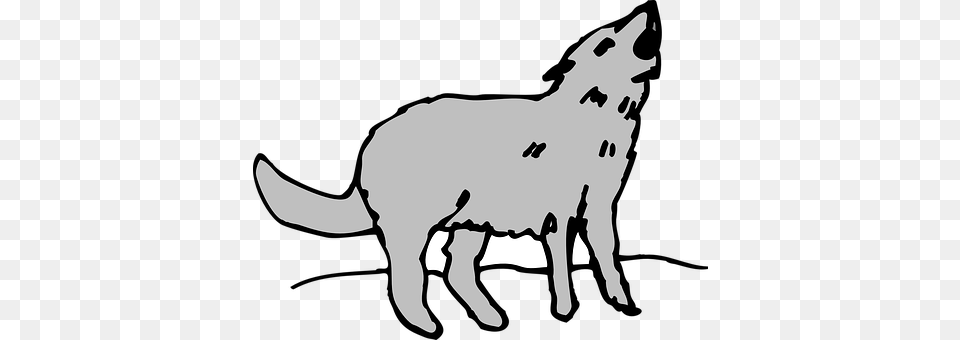 Gray Animal, Mammal, Wolf, Coyote Free Png