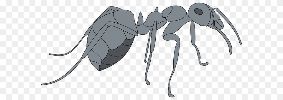 Gray Animal, Ant, Insect, Invertebrate Free Png