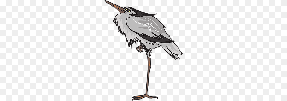 Gray Animal, Bird, Waterfowl, Crane Bird Png