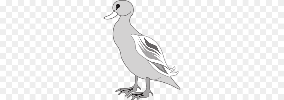 Gray Animal, Anseriformes, Bird, Waterfowl Free Png