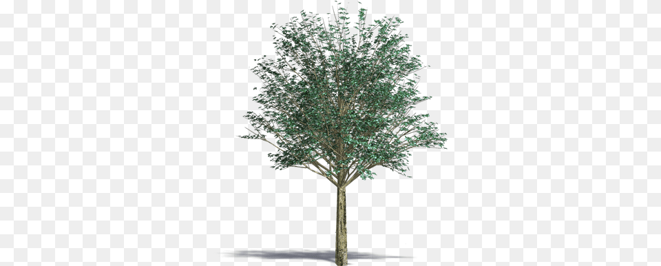 Gray Alder Plants Bim Object For Cinema 4d Revit Photoshop Tree, Plant, Tree Trunk, Maple Free Png