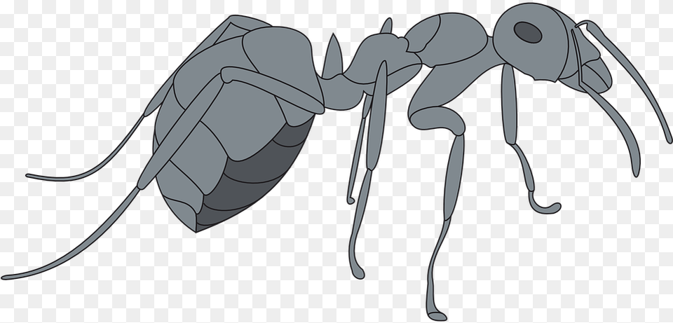 Gray Ant, Animal, Insect, Invertebrate Png Image
