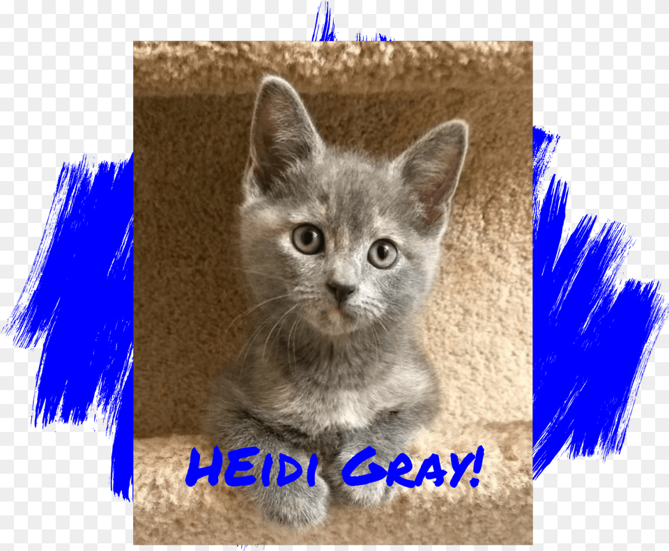 Gray Cat Blue Paws, Animal, Kitten, Mammal, Pet Png