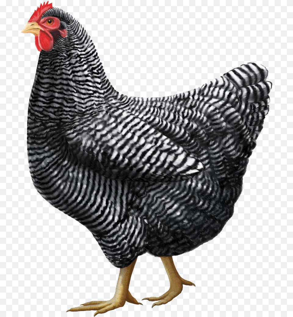 Gray Chicken Image Chickens, Animal, Bird, Fowl, Hen Free Transparent Png