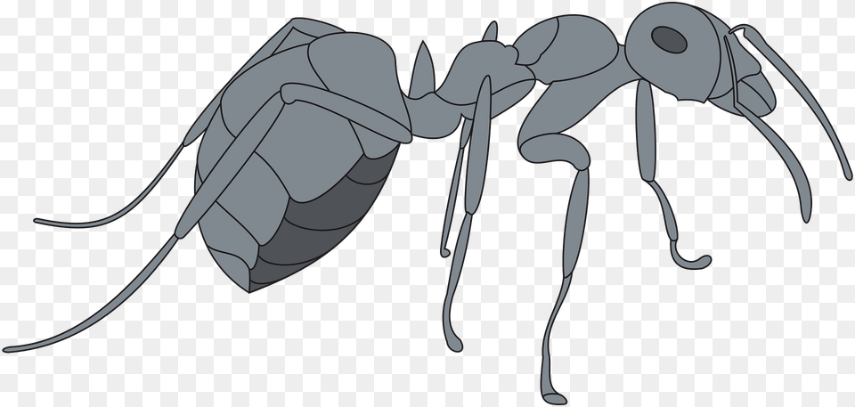Gray Clipart, Animal, Ant, Insect, Invertebrate Free Png