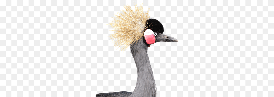 Gray Crowned Animal, Bird, Crane Bird, Waterfowl Png