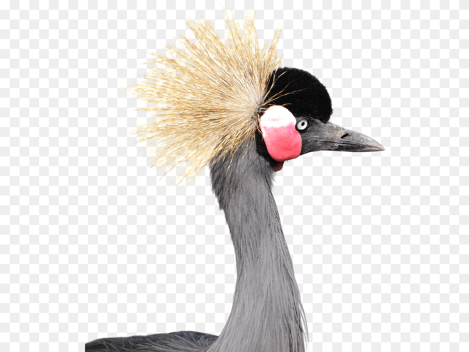 Gray Crowned Crane Head Grey Crowned Crane, Animal, Bird, Crane Bird, Waterfowl Free Png