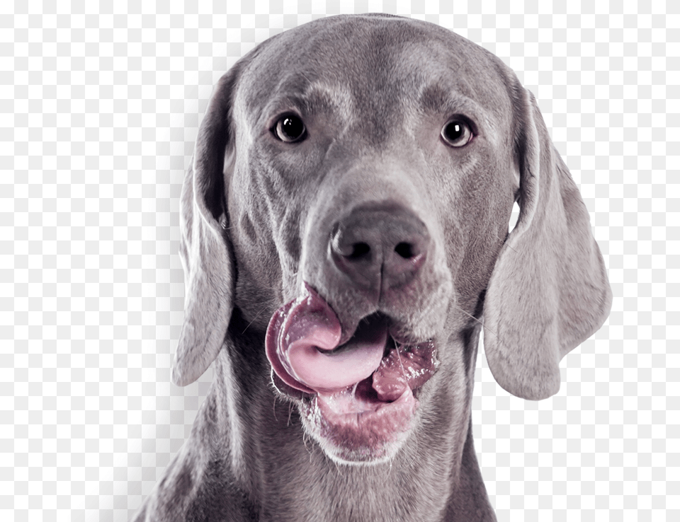 Gray Dog Best Weimaraner, Animal, Canine, Mammal, Pet Free Png
