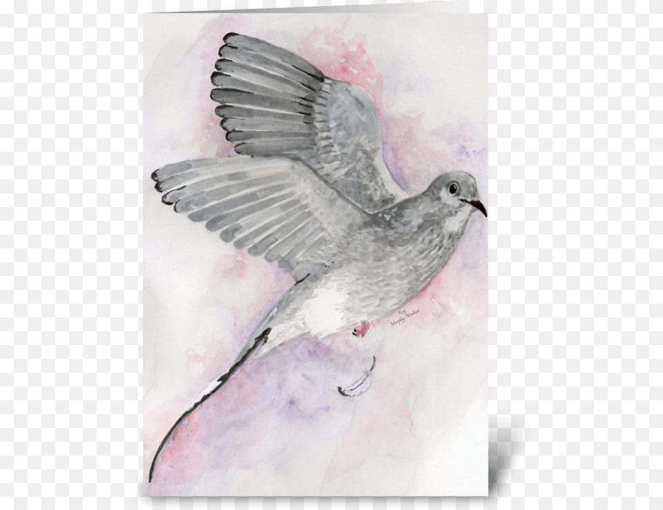 Gray Dove Greeting Card Blue Jay, Animal, Bird, Art, Pigeon Free Png