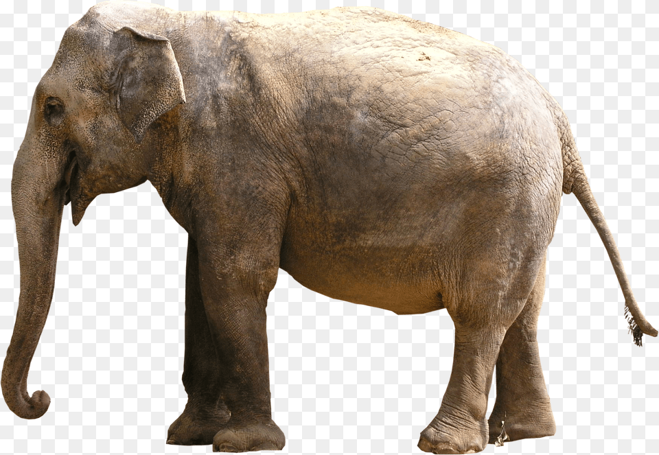 Gray Elephant Standing, Animal, Mammal, Wildlife Free Transparent Png