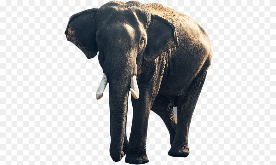 Gray Elephant Standing Image Good Morning With Animals, Animal, Mammal, Wildlife Free Png