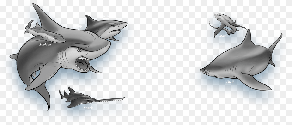 Gray From Shark Wars Gray Shark Wars Book, Animal, Sea Life, Fish Free Png