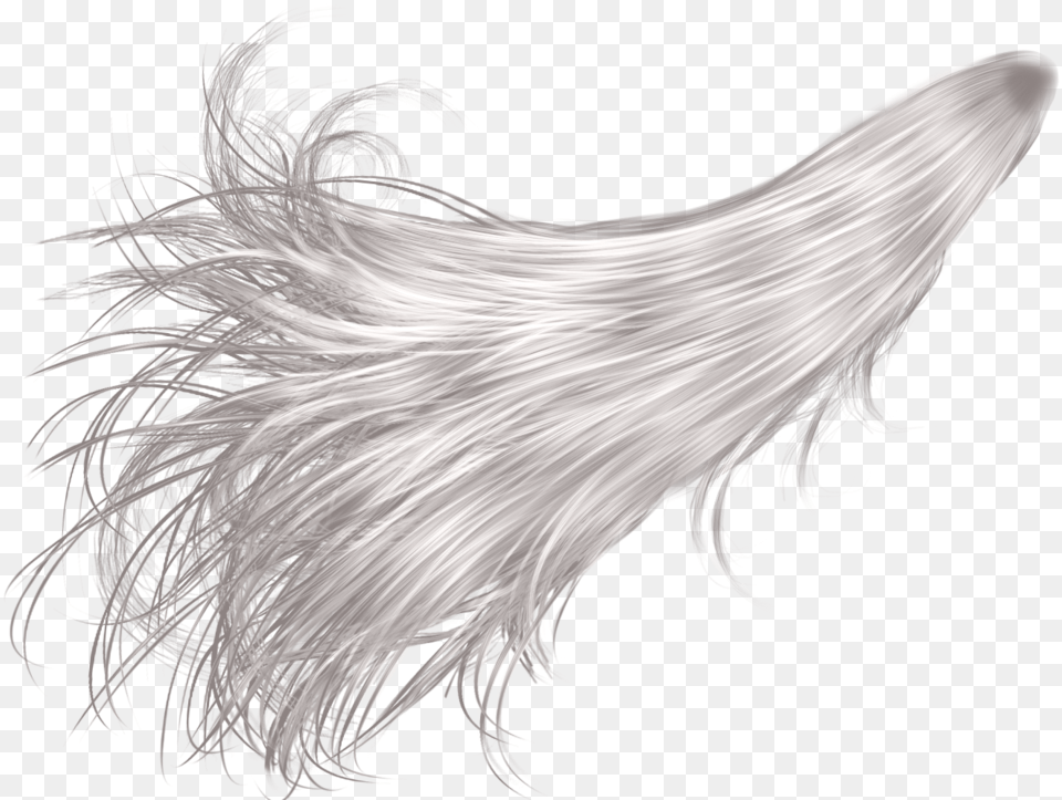 Gray Hair Jpg Stock White Long Hair, Animal, Bird, Art Png