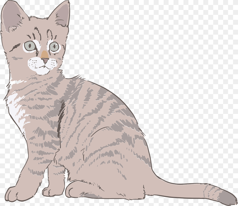 Gray Kitten Clipart, Animal, Cat, Mammal, Pet Png