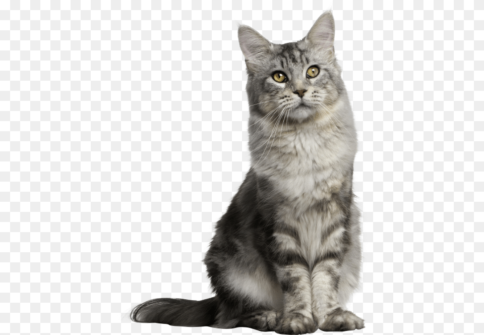 Gray Long Hair Cat Anatomy And Physiology For Veterinary Technicians And, Animal, Mammal, Manx, Pet Png