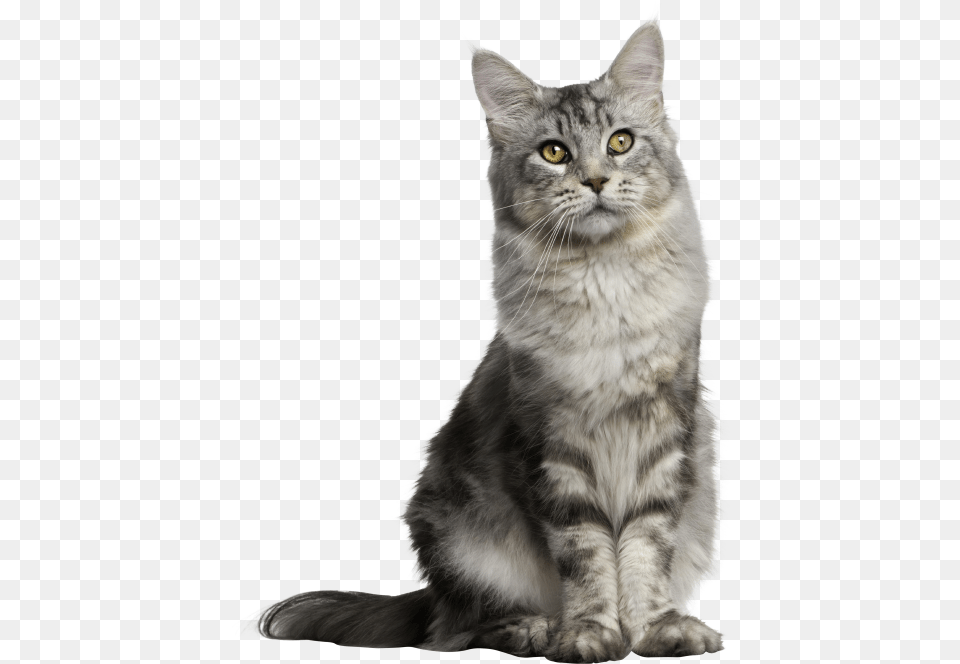 Gray Long Hair Cat Sitting Cat Transparent Background, Animal, Mammal, Manx, Pet Png Image