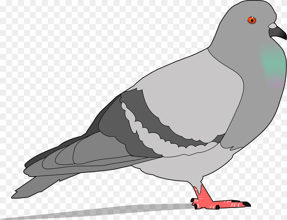 Gray Pigeon Clipart, Animal, Bird, Dove, Fish Free Png