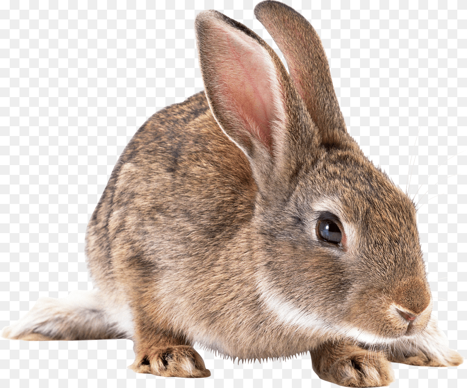 Gray Rabbit Image European Rabbit, Animal, Mammal, Rat, Rodent Free Png Download