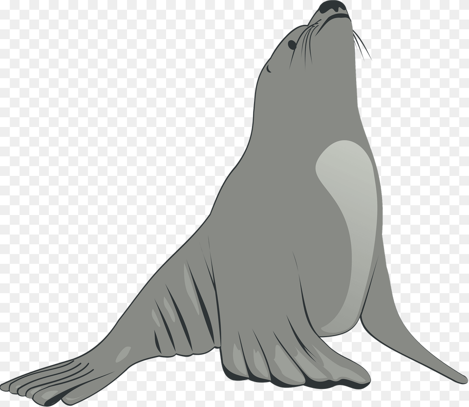 Gray Sea Lion Clipart, Animal, Mammal, Sea Life, Sea Lion Png