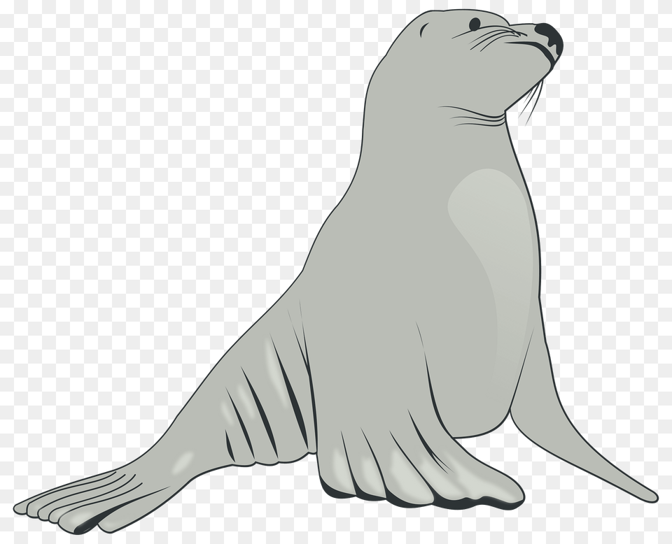 Gray Sea Lion Clipart, Animal, Mammal, Sea Life, Sea Lion Png