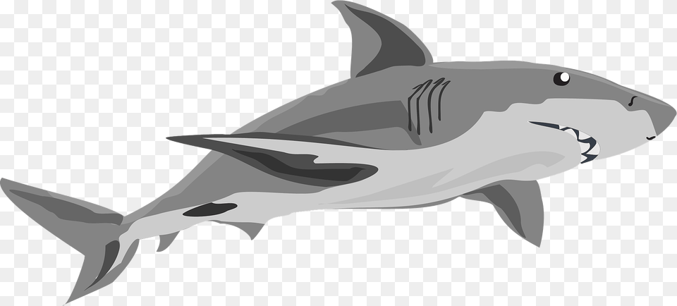 Gray Shark Clipart, Animal, Sea Life, Fish, Great White Shark Free Png