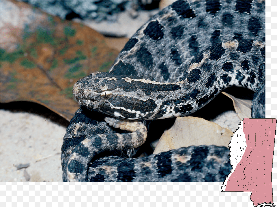 Gray Snake With Black Spots, Animal, Reptile, Rattlesnake Free Transparent Png