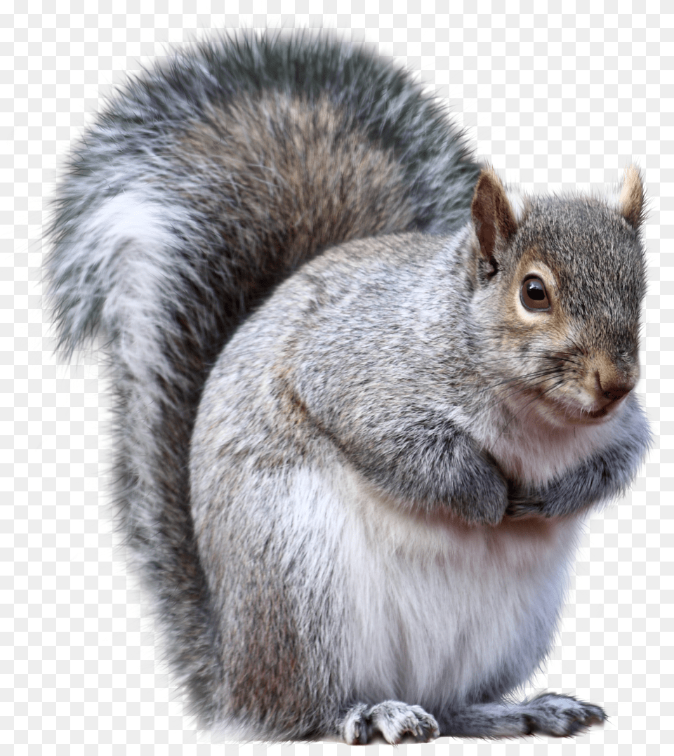 Gray Squirrel, Animal, Mammal, Rodent, Rat Free Transparent Png