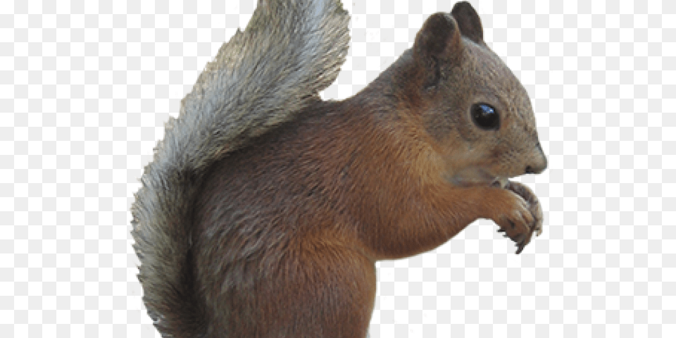 Gray Squirrel Clipart Chipmunk Fox Squirrel, Animal, Mammal, Rat, Rodent Free Png