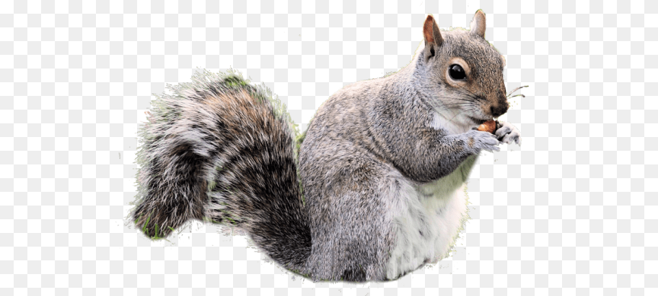 Gray Squirrel Clipart Real Transparent Squirrel, Animal, Mammal, Rodent, Rat Png Image