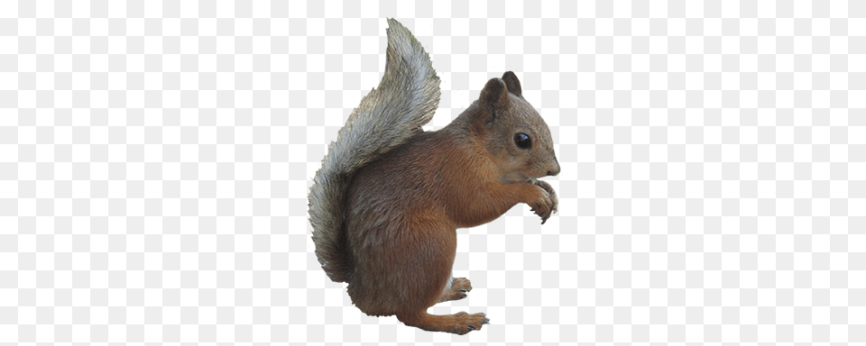 Gray Squirrel Cliparts, Animal, Mammal, Rat, Rodent Free Png