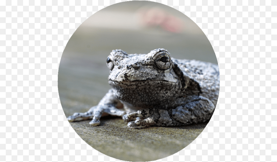 Gray Treefrog, Amphibian, Animal, Frog, Wildlife Png Image