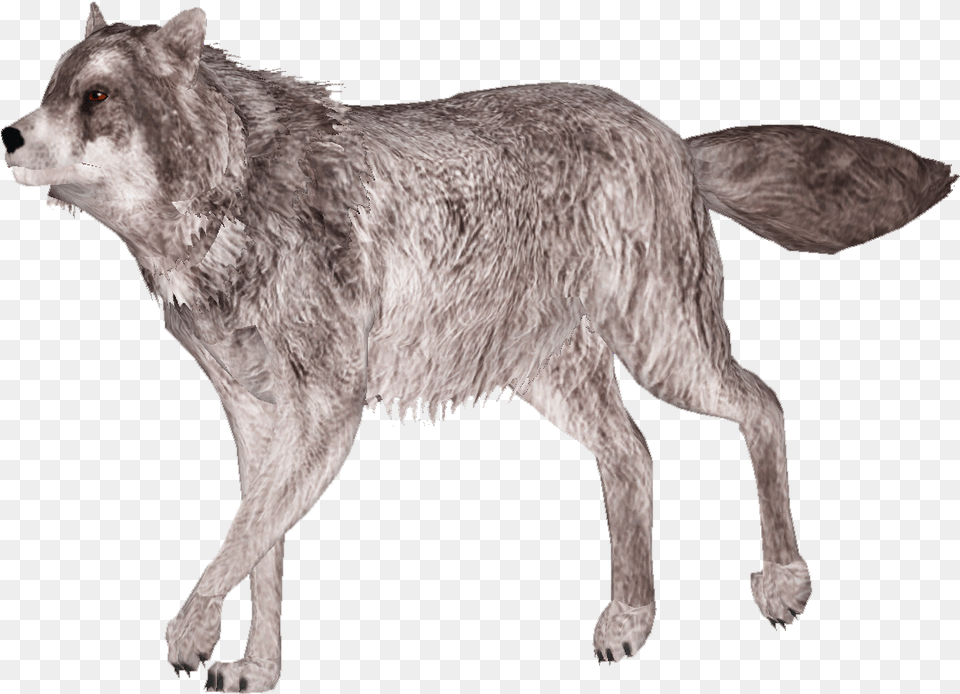 Gray Wolf 8 Lobo Para Photoshop, Animal, Mammal, Canine, Dog Free Png